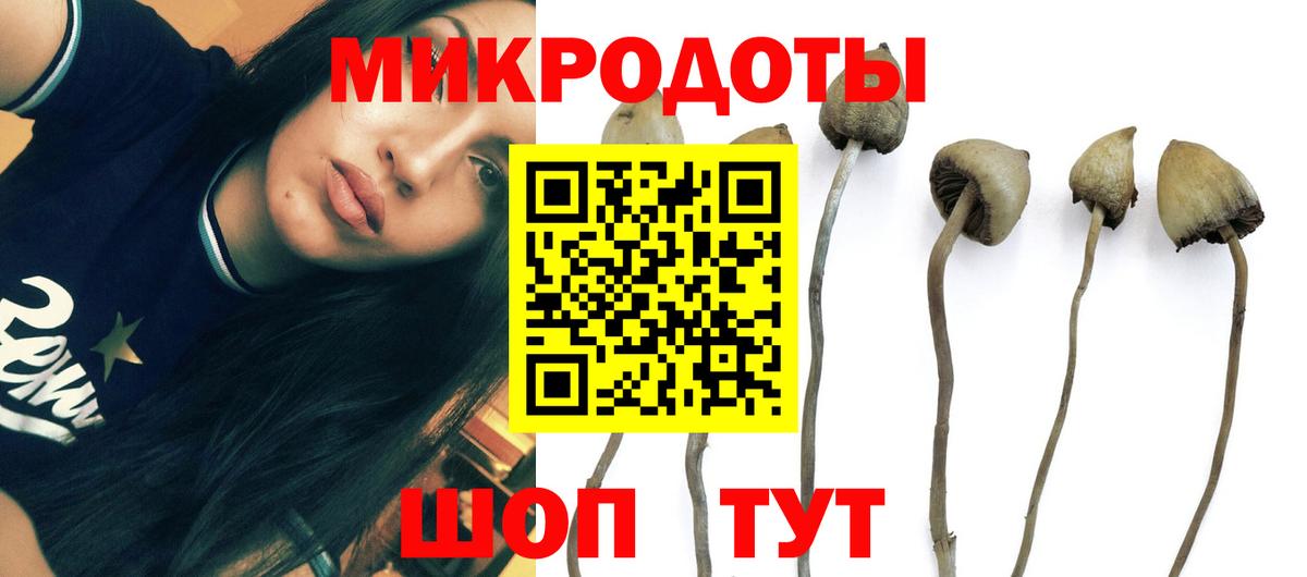 Галлюциногенные грибы Psilocybine cubensis Владимир